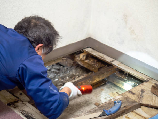 Best Affordable Mold Removal  in Monticello, IL