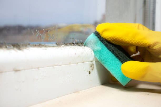 Best Same-Day Mold Removal  in Monticello, IL