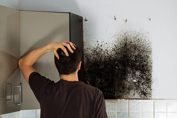 Best Mold Testing  in Monticello, IL